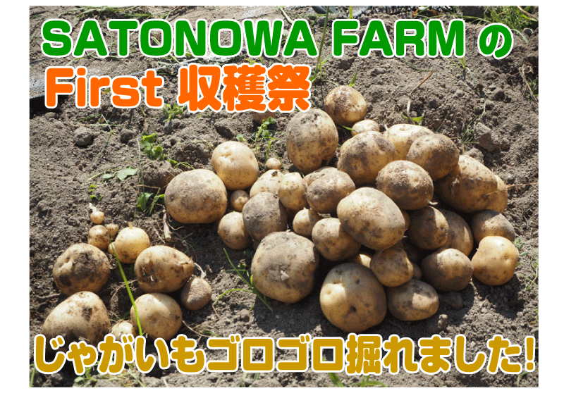 初収穫！SATONOWA FARMでジャガイモが採れました!!